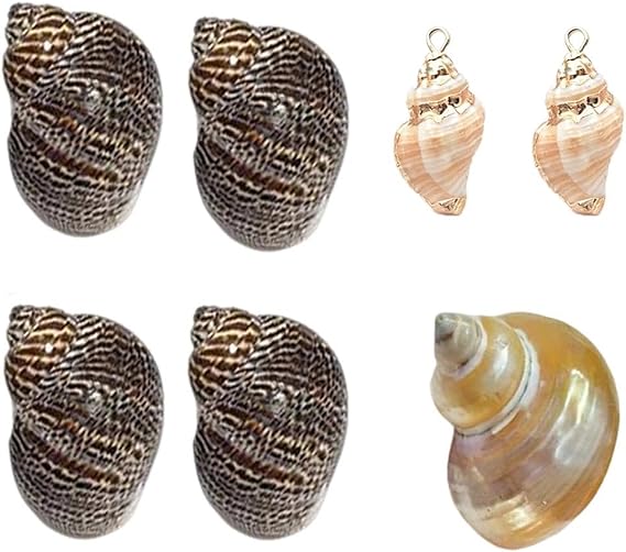 7PCS Hermit Crab Shells Turbo Shells for Small Medium and Large Crabs Turbo Seashells Natural Sea Conch Size 0.5" - 1.6"