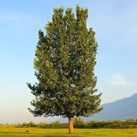 Brighter Blooms - Superior Hybrid Poplar Tree, 2-3 ft. - No Shipping to AZ, OR
