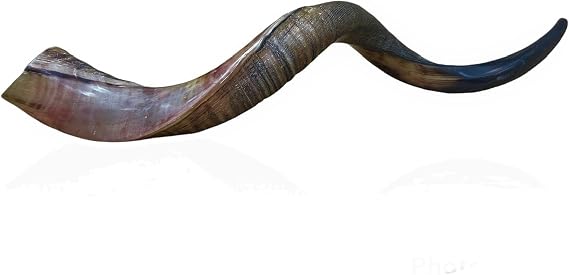 Natural Kudu Horn 20"-22" Shofar Half Polished Sterile Clean New Perfect Sound