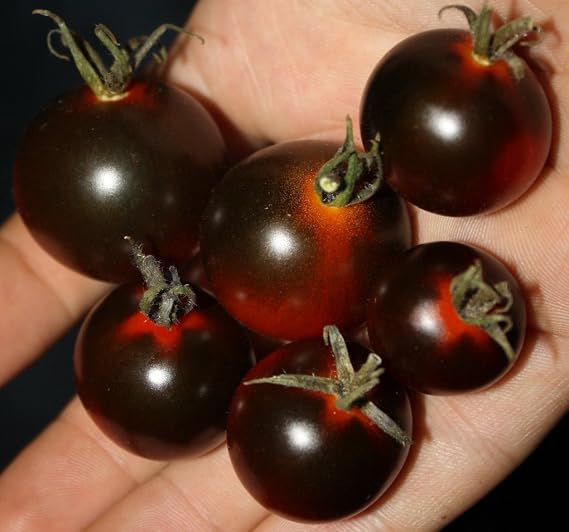 50+ Seeds Cherry Tomato - Vegetable Black