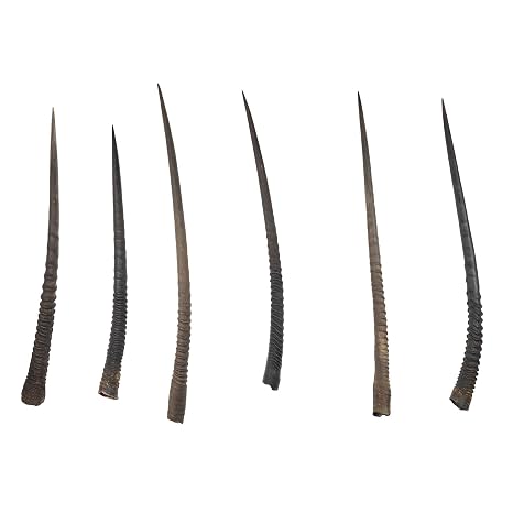 Real Gemsbok Horn - Single