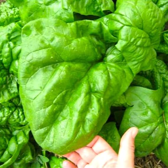 Seeds Giant Spinach Herb Garden Seeds for Planting About 100 Seeds Non-GMO Annual Plant