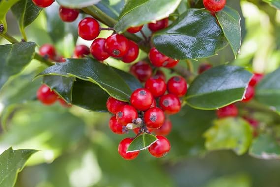 Holly Ilex Aquifolium Alaska 40-60 cm Hedge Plant Evergreen