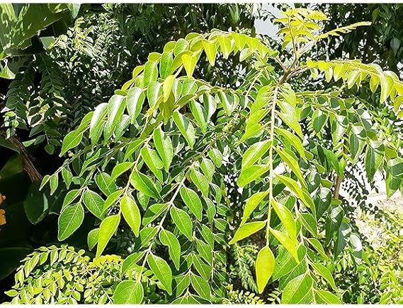New Fresh 45pcs CurryLeaf Plant Seeds Generic