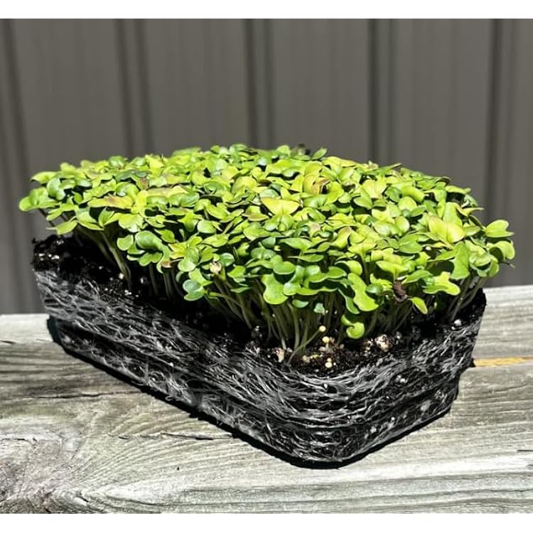 Hoss Wasabi Mustard Microgreens Seeds | 14 Pound