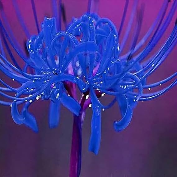 Re-Blooming Blue Spider Lily (Lycoris Radiata) Bulbs, Naked Lady Lily Garden for Planting (20 Bulbs)