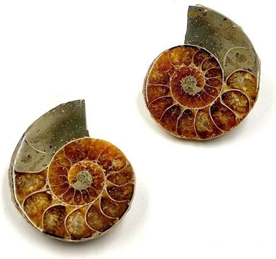 Authentic Ammonite Fossils with Collection Box & Magnifier, 2 pcs, Diameter 2-3cm
