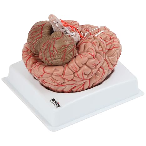 Axis Scientific Deluxe 8-Part Human Brain Model with Arteries | Shows Major Lobes and 41 Anatomical Features of The Human Brain | Includes Base and Detailed Full-Color Product Manual | Shows Major Lobes and 41 Anatomical Features of The Human Brain
