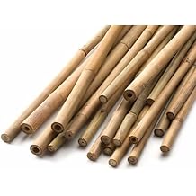 Gardenbox Bambu Bitki Destek Çubuğu 60cm, 10'lu Set