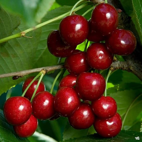 Bing Cherry Tree 4-5', Bare Root,January-April