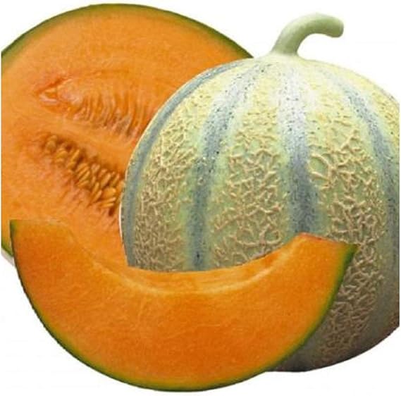 PREMIER SEEDS DIRECT - Melon Seeds - Cantaloupe DI CHARENTAIS - 100 Finest Seeds