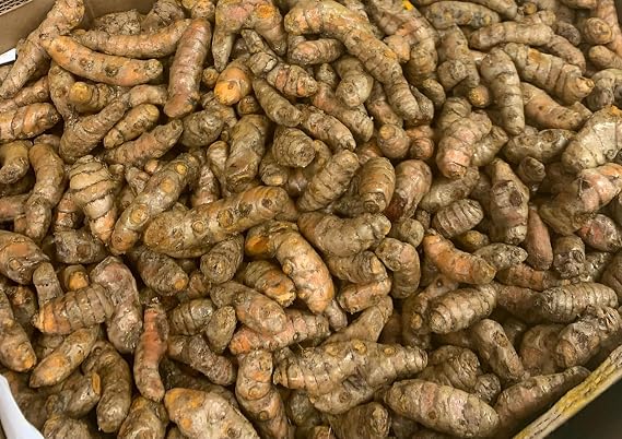 Fresh Turmeric Root Naturally Grown Whole Raw Root from Peru Yellow Turmeric Rhizomes for Planting Indoors Outdoors-1 LB