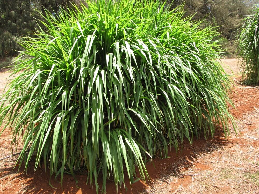 50 Napier Grass Seeds, Elephant Grass Seeds, Pennisetum Purpureum Seeds