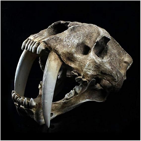 Smilodon Sabertooth Tiger Skull Model - 1:1 Life Size Animal Skull Head Model - Smilodon Sabertooth Tiger Replica - for Veterinary's Study Teaching,Decoration Art Collecti,