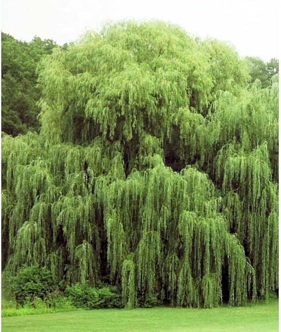 2 Weeping Willow Trees - Beautiful Arching Canopy - Grow 2 Golden Weeping Willow Trees