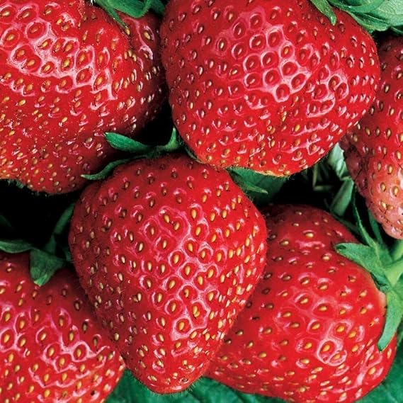 100 Seeds Strawberry Seeds Giant Sweet and Juicy Fruit Plant Easy to Growing (100 Seeds)
