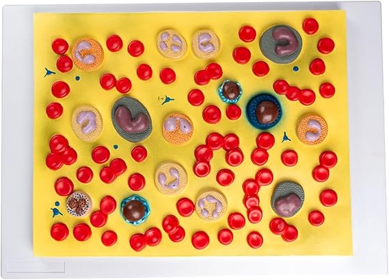 Human blood cell teaching model, blood cell teaching model, anatomical teaching model, assembly model anatomical model, red blood cell and white blood cell teaching