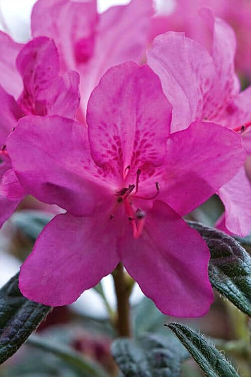 Azalea Encore Autumn Amethyst PP10567, 3 Gallon