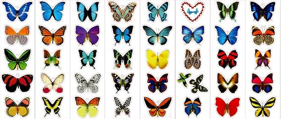Premium Butterfly Stickers | Decals