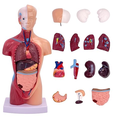 Human Anatomy Torso Model 11" 15 Removable Parts Including Brain, Heart, Lungs, Stomach, and Organs for Classroom, Biology Science Education, Student & Teacher Demonstration Tool