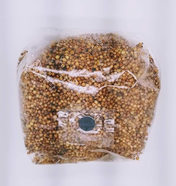 3 Lb Sterilized Grain Bag with Injection Port (Milo) - Make Your Own Master Grain Spawn