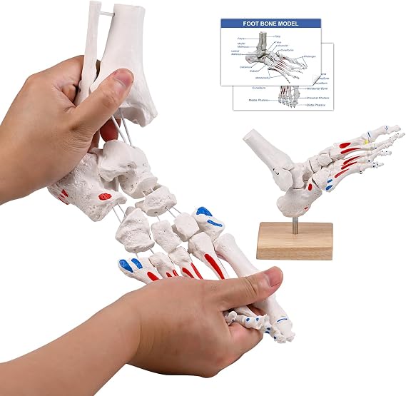 JNMFTD Foot Skeleton Model On Elastic,W/Tibia-Fibula Stump Strung Elastic Bungee Muscle Insertions & Origins with Product Manual Card Wooden Base for Kinematics Podiatrist Orthotisit Physiotherapist