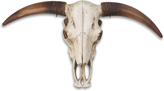 Massive Full Size Bull Steer Skull