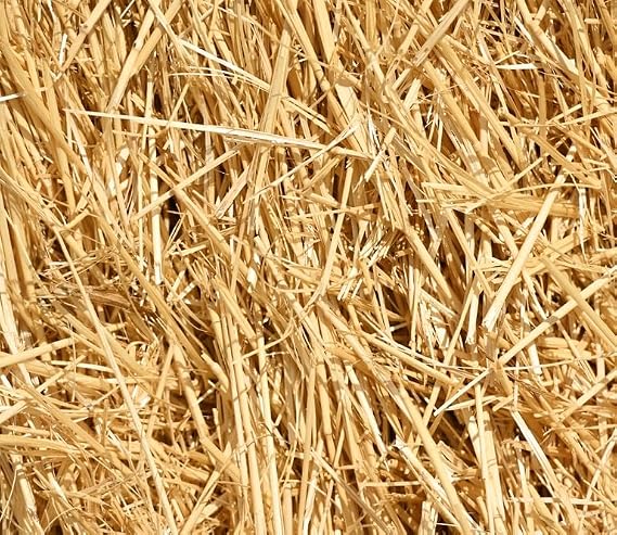 5 Pounds 100% Natural Wheat Straw for Animal Bedding, Garden Mulch, Compost & Fertilizer, and Grass Cover (5 Lbs)