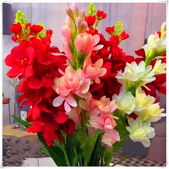 Premium Tuberose Bulbs – Stunning Large Blooms, Simple to Grow – Perfect for Indoor Decor, Gifts & Holiday Displays-4 Bulbs-A