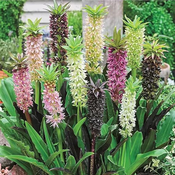 Votaniki Pineapple Lily (Eucomis) Mixture Flowers Bulbs Long Lasting Flowers for Gardens & Pots | Summer Blooming Easy-Care Perennials (3 Pack)