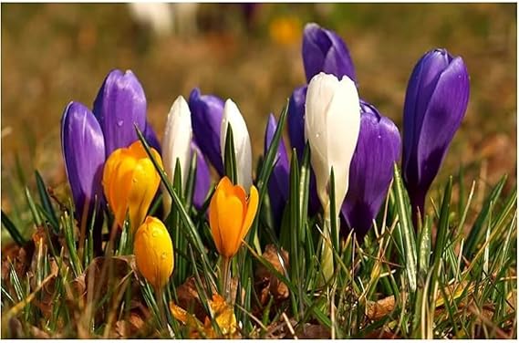 Premium Saffron Bulbs Simple to Grow – Perfect for Gardens, Cut Flowers & Enchanting Displays Winter Hardy Crocus Sativus -3 Bulbs-C