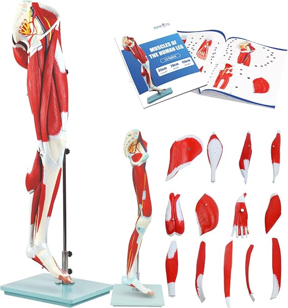JNMFTD Human Leg Muscles Anatomy Model, 45in Life Size 14 Parts Lower Limbs Removable Arteries Nerves Bones Veins Tendon Foot with Product Manual Wooden Base for Study Teaching Medical Educational