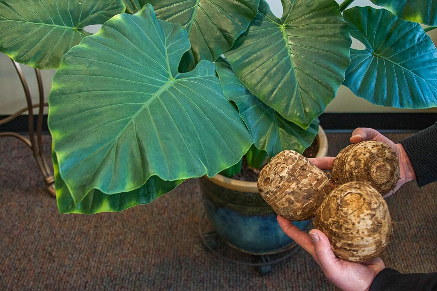 Virtue 3 Elephant Ear Bulbs - Colocasia Esculenta 1113 Inch - 3 Bulbs Per Package