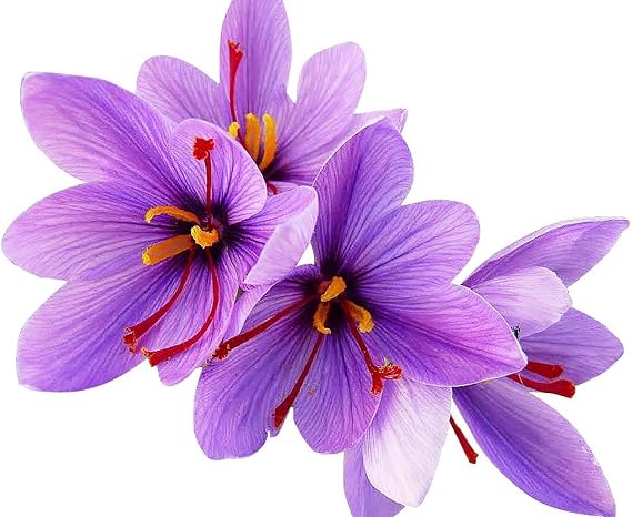100 Saffron Crocus Sativus Corms - Premium Saffron Bulbs for Planting, Grow Your Own Saffron Spice - Includes Growing Instructions