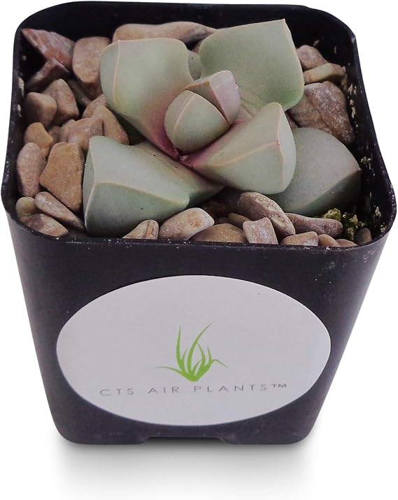 Karoo Split Rock Lapidaria Margaretae Mimicry Succulents