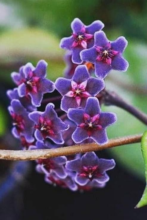 Gardenbox Mum Çiçeği Mavi Renk 10-15cm Ev Salon Bitkisi