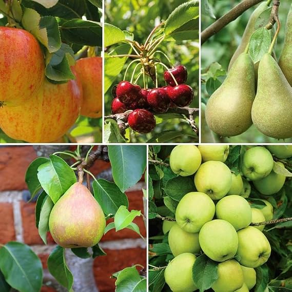 Patio Fruit Tree Collection – Apple, Pear, Cherry Varieties for Small Gardens, Self-Fertile & Easy to Grow, Perfect for Containers - 5X 9cm Potted Plants by Thompson & Morgan