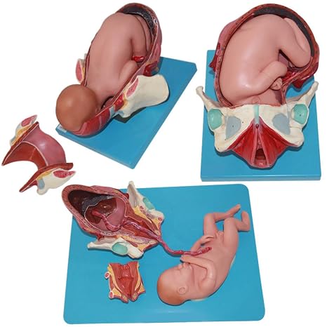 Childbirth Demonstration Pelvis Model, Anatomical Childbirth Pelvis -Term Fetus Model in First Second and Third Stages of Labor for Gynecology Teaching Tools, 3 Pieces