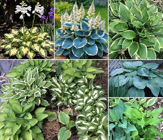 50+ Mixed Rare Hosta Seeds Plantain Lily Hosta plantaginea Flowers Garden Planting