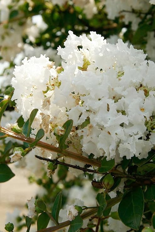 Southern Living White Early Bird Crape Myrtle (Ornamental, Landscape, Bush, Tree, White Blooms), 3 Gallon