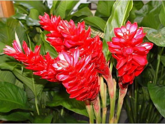 Hawaiian Red Ginger Plant 6"-10" Tall Rooted in 2" Pot Grow Hawaii Discount Hawaiian Gifts