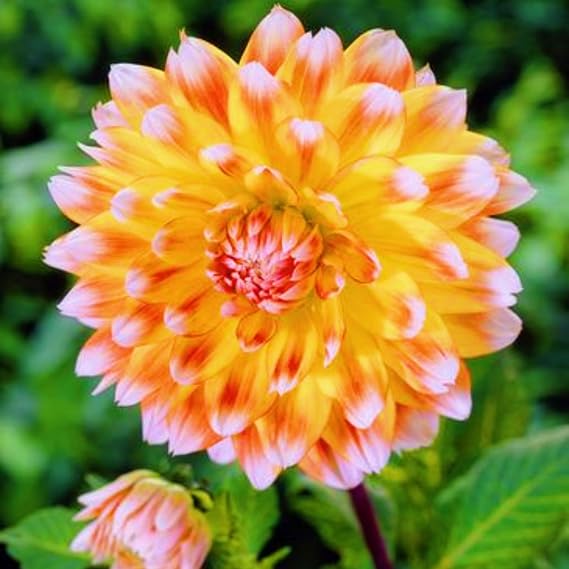 Dahlia Bulbs-Dahlia Bulbs for Planting Now UK,Garden Flowers,Hardy Perennial,Wedding Flowers,Ornamental Flowers-2bulbs-e