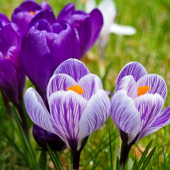 Hardy Perennial,Saffron Plants UK, Excellent Display Crocus Bulbs Potted planting-A-4bulbs