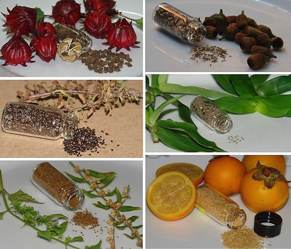 Medicinal Herb Garden Seed Collection #11 - A 6 Variety Pack of Rare Heirloom Herb Seeds! FROZEN SEED CAPSULES - The Very Best in Long-Term Seed Storage - Plant Seeds Now or Save Seeds for Years