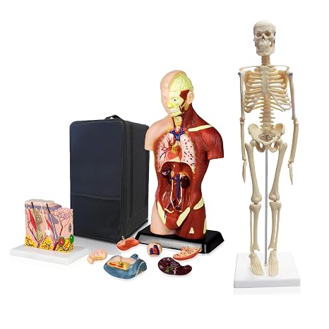 Parco Scientific PBM-B12 Elementary and High School Learning Package | Set of Three Human Anatomy Models, Skeleton, Torso and Skin | W Manual & Carrying Case