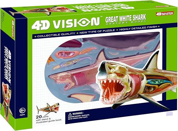 4D Vision Great White Shark Anatomy Model