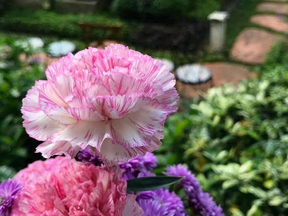 50 Picotee Mix Carnation Dianthus Caryophyllus Double Bicolor Striped Flower Seeds