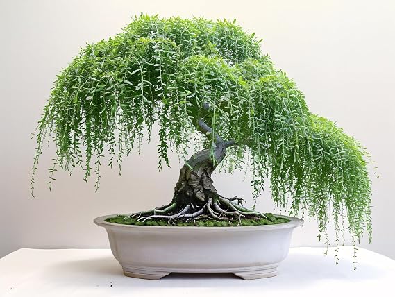 Weeping Willow Tree Cutting - Thick Trunk Start, Dwarf Bonsai Material. Grow Graceful Cascading Branches