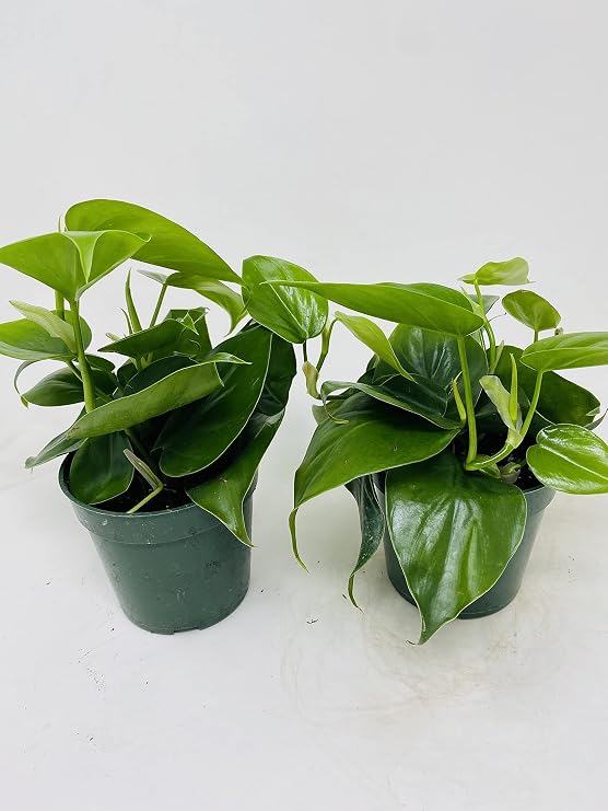 Heart Leaf "Philodendron cordatum" - (2 Plants) 4" Pots