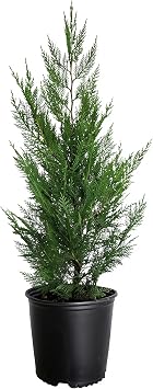 Murray Cypress | 1 Large Trade Gallon Size Tree | Cupressocyparis leylandii Murray | Fast Growing Evergreen | Privacy Screen Landscape Plants